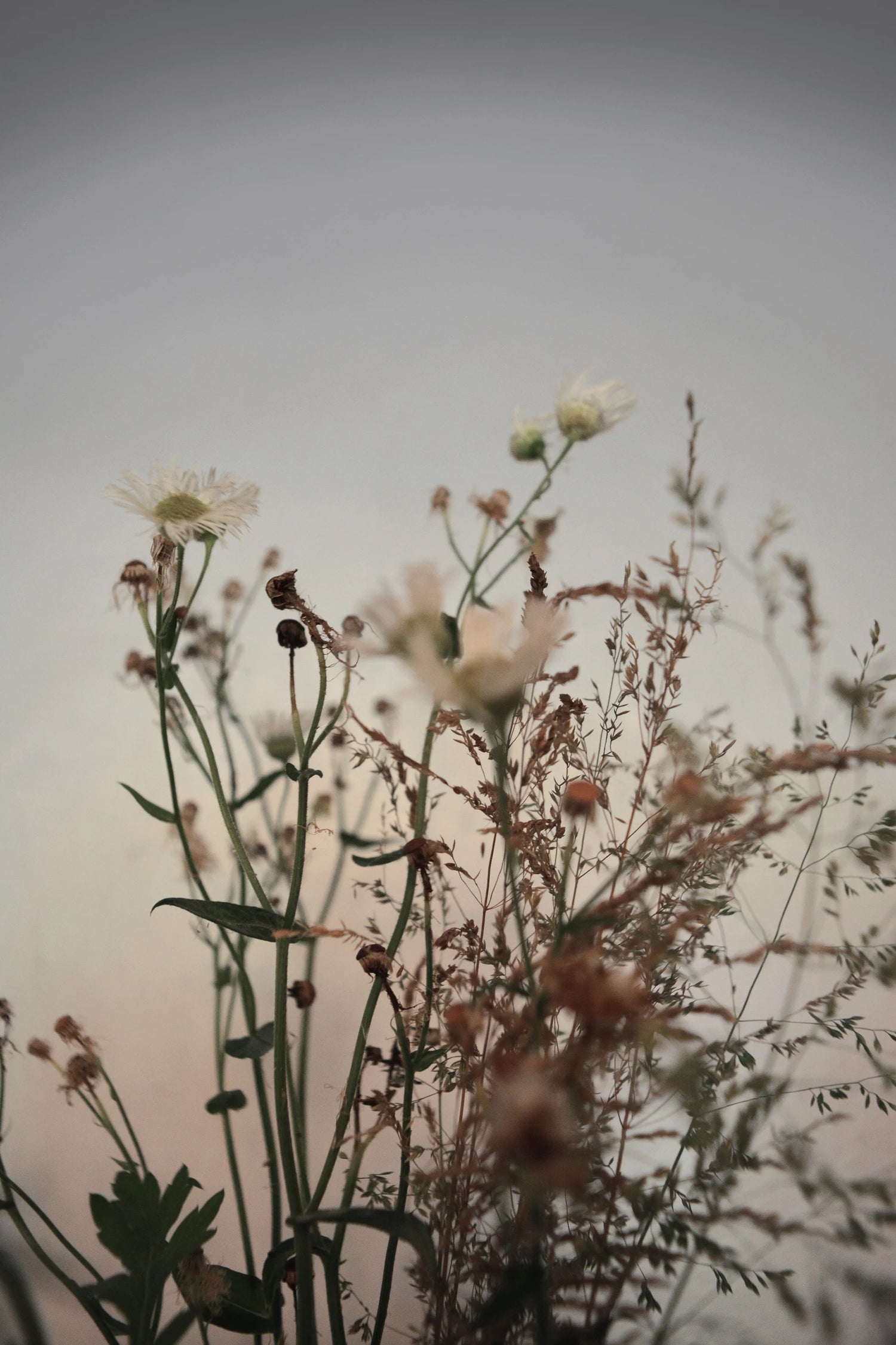 Floral Image