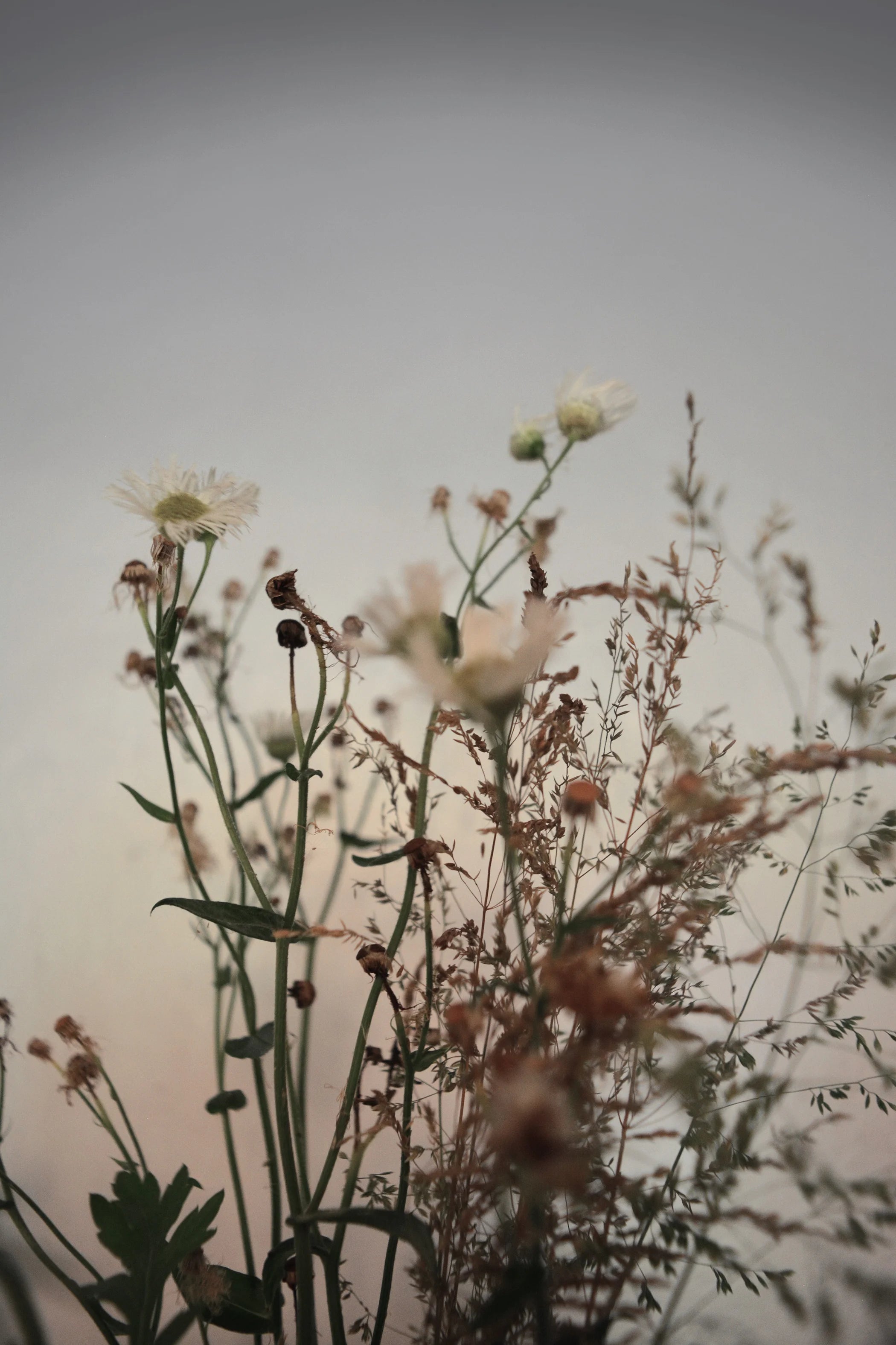 Floral Image